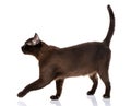 Black cat burmese standing on a white background