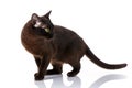 Black cat burmese standing on a white background