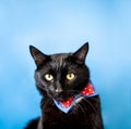 Black cat with Butterfly on the neck. Studio cat portrait on a blue background. Look at camera Royalty Free Stock Photo