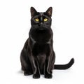Graceful Black Cat With Yellow Eye In Daan Roosegaarde Style Royalty Free Stock Photo