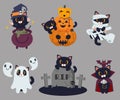 The black cat cast magic with the wicth pot.The pumpkin halloween.The cute black cat as mummy with toilet paper.The ghost by