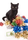 Black cat and christmas bows