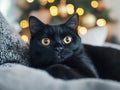 Black Cat Christmas Tree Royalty Free Stock Photo