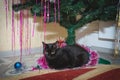 Black cat at Christmas under the Christmas tree. Domestic cat lies under the Christmas tree Close-up