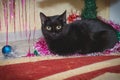 Black cat at Christmas under the Christmas tree. Domestic cat lies under the Christmas tree Close-up