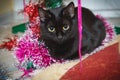 Black cat at Christmas under the Christmas tree. Domestic cat lies under the Christmas tree Close-up Royalty Free Stock Photo