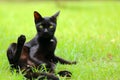Black cat cleaning itself Royalty Free Stock Photo