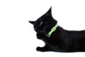 Black cat cleaning itself on white background Royalty Free Stock Photo