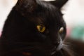 Black cat close up photo. Animal portrait Royalty Free Stock Photo