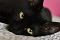 Black cat close up photo. Animal portrait Royalty Free Stock Photo