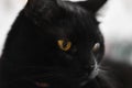 Black cat close up photo. Animal portrait Royalty Free Stock Photo