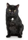 Black Cat, close-up portrait