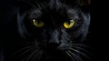 Black Cat Close Up Yellow Eyes Dramatic Portrait Royalty Free Stock Photo