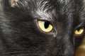 Black cat closeup