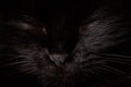 Black cat closeup portrait with closed eyes in the dark