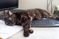 Black cat with computer keyboard lying on the table Royalty Free Stock Photo