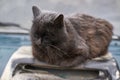 Black cat covered in dust sleeping on vehicle hood during overcast day Royalty Free Stock Photo
