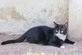 Black cat creepy sinister face portrait