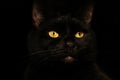 Black cat creepy sinister face portrait on black background