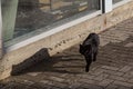 The black cat crossed the road. The object of superstition among the peoples of different countries of the world