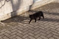 The black cat crossed the road. The object of superstition among the peoples of different countries of the world
