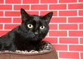 Black cat crouched down in bed looking nervously to viewers right Royalty Free Stock Photo