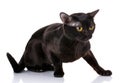 Black cat crouched on a white background