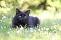 Black cat between the daisies in the garden