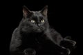 Black Cat on Dark Background Royalty Free Stock Photo