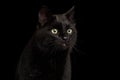 Black Cat on Dark Background Royalty Free Stock Photo