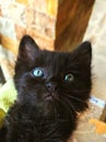 Black cat with deep blue eyes