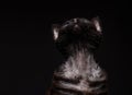 Black cat devon rex on a black background2 Royalty Free Stock Photo
