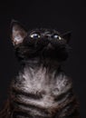 Black cat devon rex on a black background7