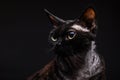 Black cat devon rex on a black background12