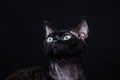 Black cat devon rex on a black background5 Royalty Free Stock Photo