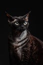 Black cat devon rex on a dark background2 Royalty Free Stock Photo
