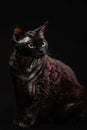Black cat devon rex on a dark background3 Royalty Free Stock Photo