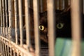 Animal on display at an adoption fair in Goiania. Royalty Free Stock Photo