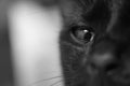 Black Cat face eye macro BW close up