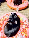 Black cat donut Royalty Free Stock Photo