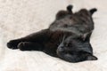 Black cat dozing on the bed in the bedroom