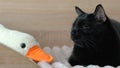 Black cat dozing on the bed in the bedroom