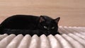 Black cat dozing on the bed in the bedroom