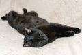 Black cat dozing on the bed in the bedroom