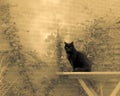 Black Cat In Dream Garden Royalty Free Stock Photo