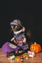 A black cat dressed as a police officer stands on top of a wooden table next to Halloween candy