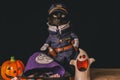 Black cat dressed as a police officer stands on top of a wooden table next to Halloween candy