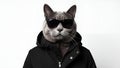 black cat dressed up in swag urban style Royalty Free Stock Photo