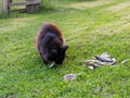 A black cat eating fish Royalty Free Stock Photo