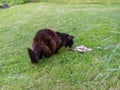 A black cat eating fish Royalty Free Stock Photo